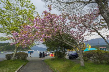 Japon botanik bahçesinde çiçeklenme sakura altında yürüyen insanlar