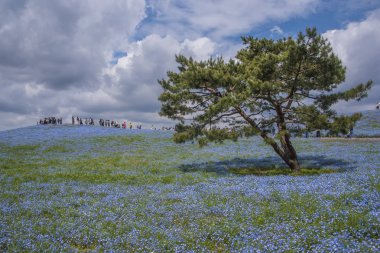 Dağ, ağaç ve Nemophila (mavi gözler çiçek) alan, mavi çiçek halı, Japon doğal cazibe. Hitachi Seaside Park, Ibaraki, Japonya.