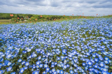 Mountain, Tree and Nemophila (baby blue eyes flowers) field, blue flower carpet, Japanese Natural Attraction. Hitachi Seaside Park, Ibaraki, Japan. clipart