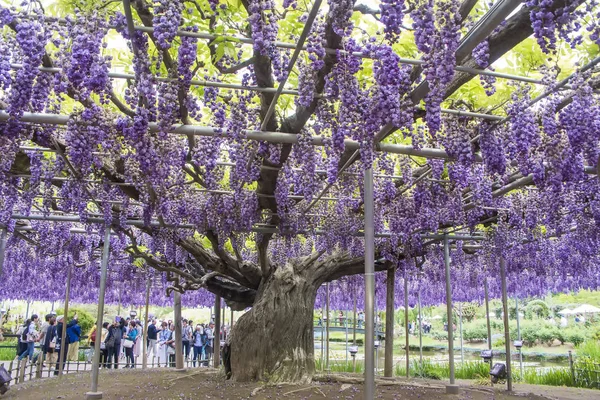 Altın Hafta Japonya 6 Mayıs 2019 tarihinde . Ashikaga çiçek parkı bir bahçede mor wisteria çiçeklenme wisteria tünel aile seyahat, Tochigi Prefecture, Japonya .