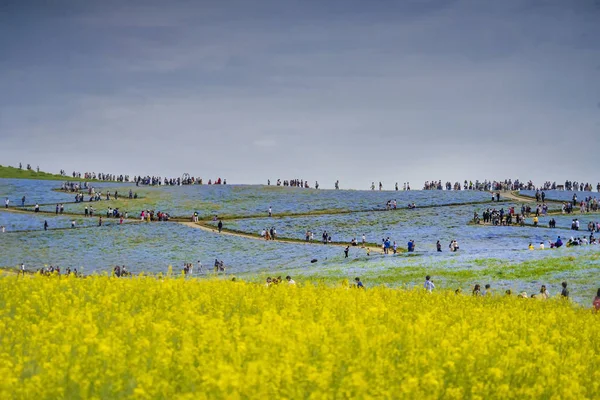 Dağ, ağaç ve Nemophila (mavi gözler çiçek) alan, mavi çiçek halı, Japon doğal cazibe. Hitachi Seaside Park, Ibaraki, Japonya.