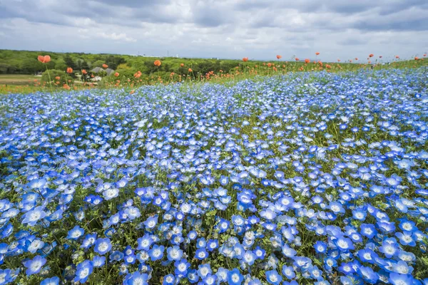 Dağ, ağaç ve Nemophila (mavi gözler çiçek) alan, mavi çiçek halı, Japon doğal cazibe. Hitachi Seaside Park, Ibaraki, Japonya.