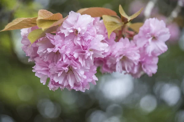 çiçek açan pembe Sakura çiçekleri yakın çekim