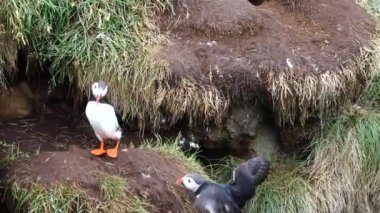 Latrabjarg, Izlanda, Avrupa 'da güneşli bir gün kayalık uçurumda çiçek çalılar ayakta celandic Puffin kuş. Vahşi hayvan yaban hayatı Puffin siyah taç ve sırt vardır, soluk gri yanak yamalar