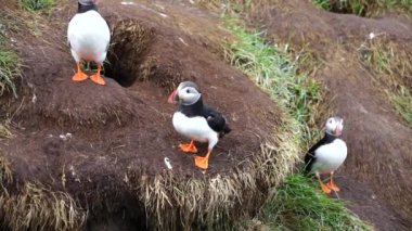 Latrabjarg, Izlanda, Avrupa 'da güneşli bir gün kayalık uçurumda çiçek çalılar ayakta celandic Puffin kuş. Vahşi hayvan yaban hayatı Puffin siyah taç ve sırt vardır, soluk gri yanak yamalar