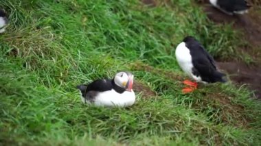 Latrabjarg, Izlanda, Avrupa 'da güneşli bir gün kayalık uçurumda çiçek çalılar ayakta celandic Puffin kuş. Vahşi hayvan yaban hayatı Puffin siyah taç ve sırt vardır, soluk gri yanak yamalar