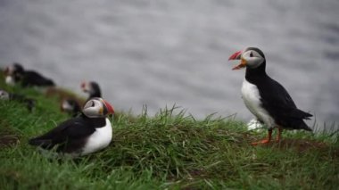 Latrabjarg, Izlanda, Avrupa 'da güneşli bir gün kayalık uçurumda çiçek çalılar ayakta celandic Puffin kuş. Vahşi hayvan yaban hayatı Puffin siyah taç ve sırt vardır, soluk gri yanak yamalar