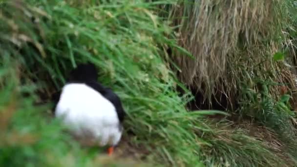 Celandic Puffin Bird Standing Flower Bushes Rocky Cliff Sunny Day — Vídeo de stock