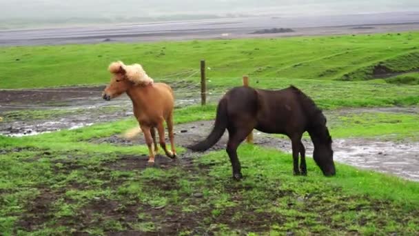 马放牧对该字段 — 图库视频影像