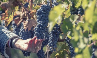 El tutup asmada bir demet kırmızı üzüm. Napa Valley San Francisco olgun mor demet. Açık hasat mevsimi konsepti.