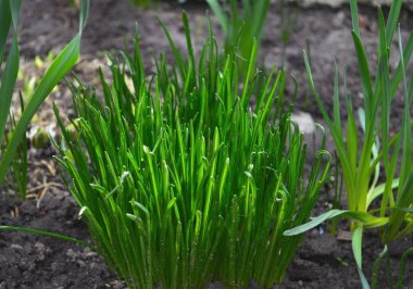 Çalı yeşil çimenleri. Bahar otu