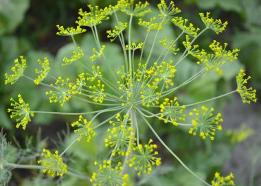 Çiçekaçan Dereotu Çiçekleri