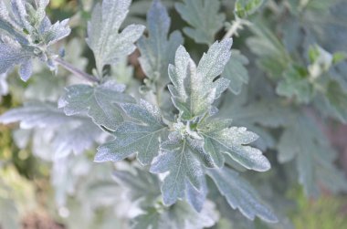 Bahçe krizantem. Çiçek soyut krizantem arka plan. Çiçek renkli doku. Üstte görüntü