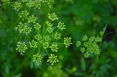 Kişniş tohumları, ahşap arka plan üzerinde taze yeşil kişniş yaprakları. Kişniş tohumu kepçe & kişniş (çin maydanoz) mutfak masasında yeşil yaprak. Et için kuru kişniş kişniş baharatı, sağlıklı çay