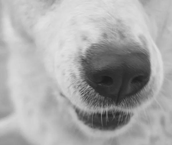Naso bianco cane blak in estate — Foto Stock