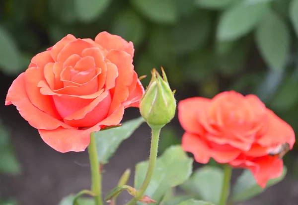 Rosa Rose auf Hintergrund rosa Rosen Blumen. Natur. — Stockfoto
