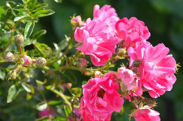 Rosa ros på bakgrund rosa rosor blommor. Natur. — Stockfoto