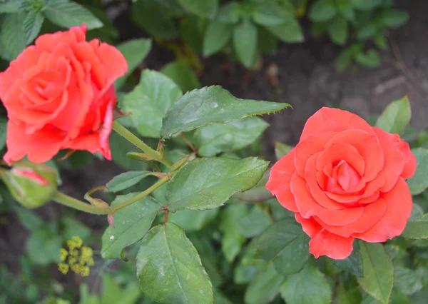 Rosa Rose auf Hintergrund rosa Rosen Blumen. Natur. — Stockfoto