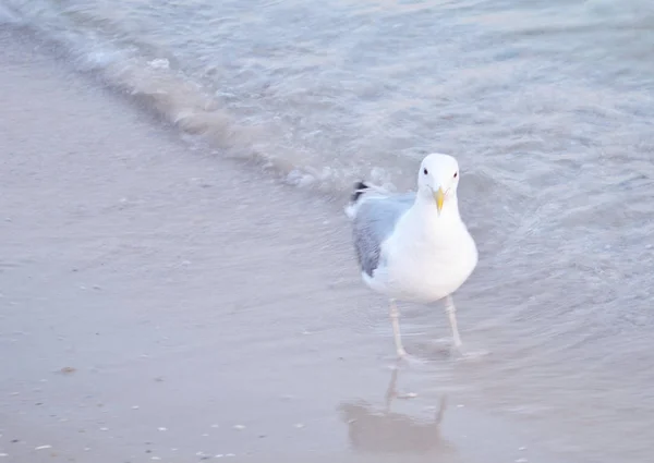 Gaivotas do mar em uma praia de areia perto das ondas . — Fotografia de Stock