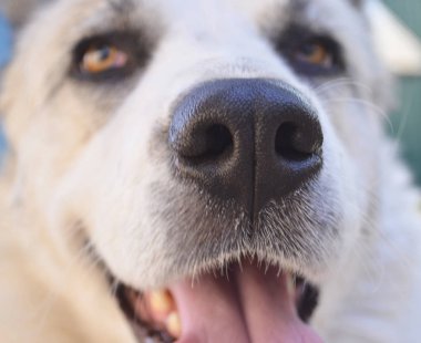 Köpek burnu yakın. Beyaz köpek.