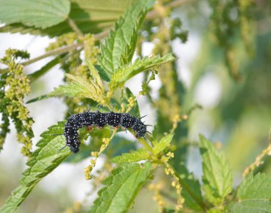 Mahsulün yapraklarında siyah tırtıl.