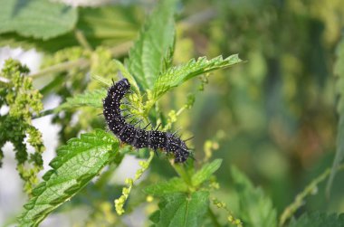 Mahsulün yapraklarında siyah tırtıl.