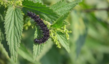 Mahsulün yapraklarında siyah tırtıl.