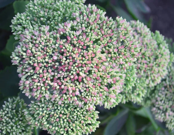 La flor de la col callejera en agosto . — Foto de Stock