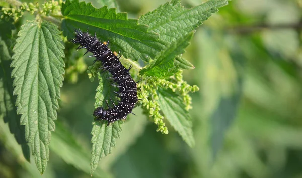Mahsulün yapraklarında siyah tırtıl.