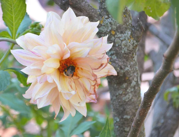 Bumblebee na żółtym kwiat Dahlia. — Zdjęcie stockowe