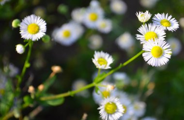 Çiçekli papatyalar. Papatya, beyaz Leucanthemum vulgare.