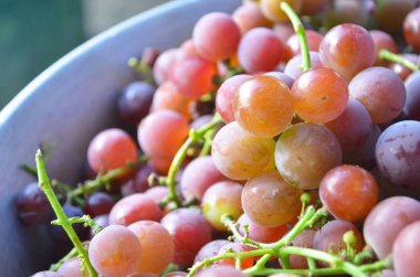 Kırmızı şarap üzümlü arka plan