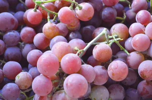 Red wine grapes background — Stock Photo, Image