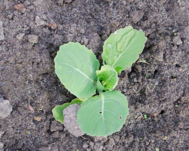 Sebzeler ve salatalar bahçede. Yerde yetişen yeşil ve kırmızı marul, bezelye ve lahana. Bahar hasadı.