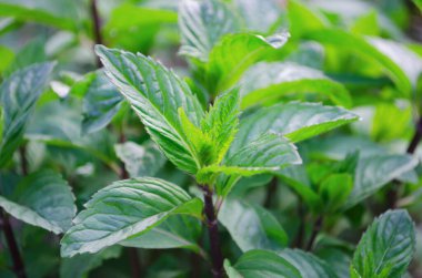 Nane ve limon merhemi bahçede yetişiyor. Güneşin bahar ışınlarının altındaki güzel kokulu bitki. Üst görünüm ve yan görünüm.