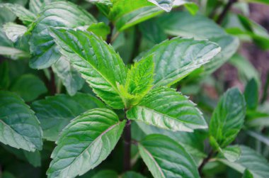 Nane ve limon merhemi bahçede yetişiyor. Güneşin bahar ışınlarının altındaki güzel kokulu bitki. Üst görünüm ve yan görünüm.