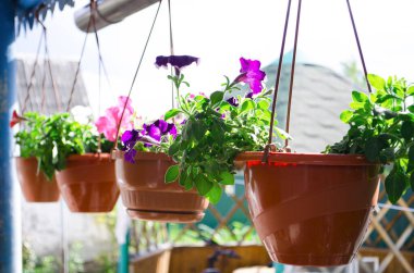 Bahar çiçekleri. Örgü ören ve yüksek bitkiler. Laleler, horozlar, petunyalar ve daimi yaz kulübeleri. Parlak renkler ve boyalar.