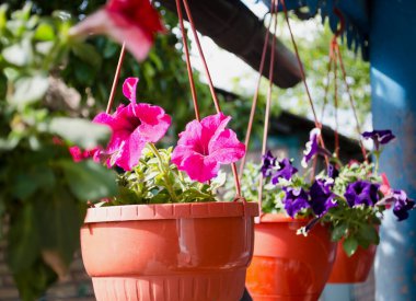 Bahar çiçekleri. Örgü ören ve yüksek bitkiler. Laleler, horozlar, petunyalar ve daimi yaz kulübeleri. Parlak renkler ve boyalar.