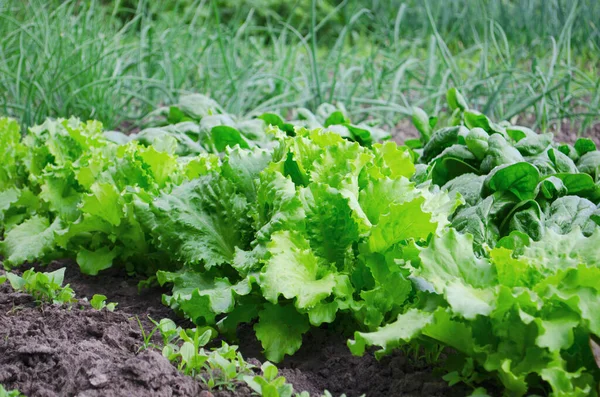 Legumes Saladas Jardim Alface Verde Vermelha Ervilhas Repolho Crescendo Chão — Fotografia de Stock