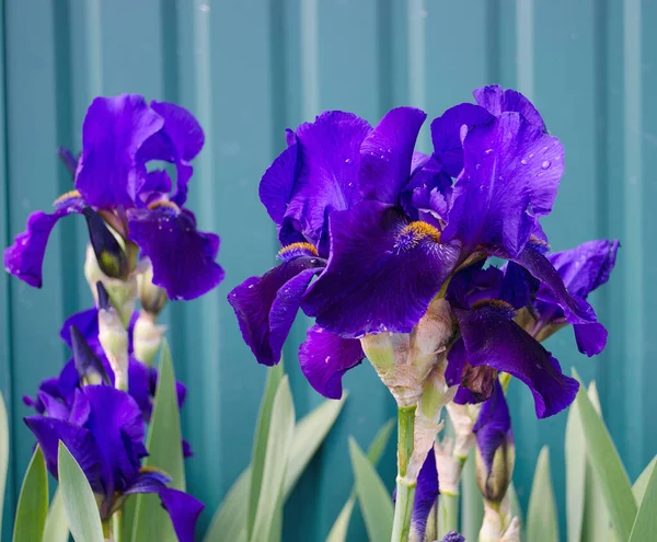 春の花 織りと背の高い植物 チューリップ カクテル ペチュニア 多年生の夏のコテージ 明るい色と塗料 — ストック写真