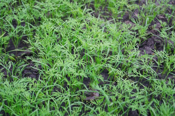 Primavera Joven Eneldo Verde Creció Invernadero Vista Superior Lateral Eneldo — Foto de Stock