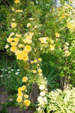 Yazın güller. Bush gülleri. Bahar bahçesindeki güzel sarı, kırmızı, pembe güller. Güller bahçesi. Güllerin yakın plan ve arka planı.