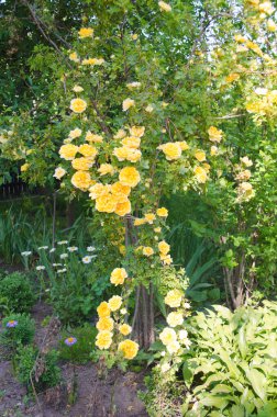 Yazın güller. Bush gülleri. Bahar bahçesindeki güzel sarı, kırmızı, pembe güller. Güller bahçesi. Güllerin yakın plan ve arka planı.