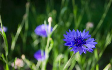 Yazın çiçek al. Güzel kır çiçekleri, mısır çiçeği. Yukarıdan ve yandan yakın çekim. Yazın mavi-mavi çiçek. Yazın kır çiçekleri evde.