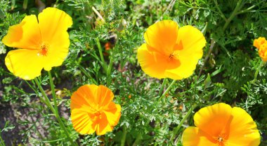 Yazın ilk saatlerinde güneş ışığında yaz çiçekleri. Çiçek tarlasında çimenlerin üzerinde çeşitli çiçekler var. Yumuşak odaklı resimimsi renkli resim.