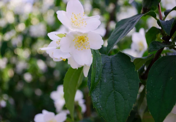 Jasmine Flowers Foreground Spring Summer Landscape Delicate Jasmine Flowers Close — Stock Photo, Image