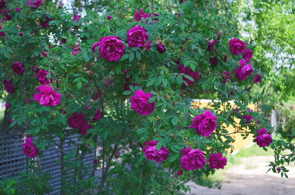 Rosen Sommer Buschrosen Schöner Strauch Aus Gelben Roten Rosa Rosen — Stockfoto