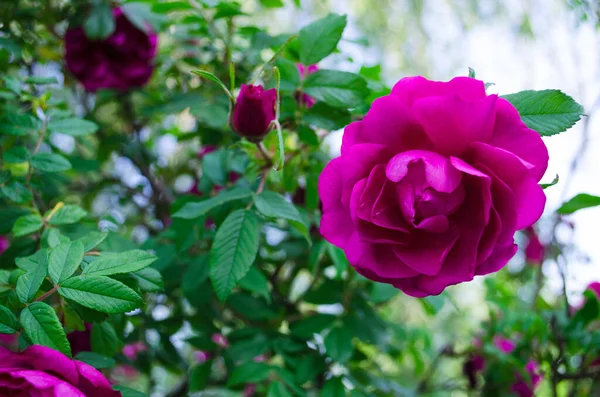 Rosen Sommer Buschrosen Schöner Strauch Aus Gelben Roten Rosa Rosen — Stockfoto