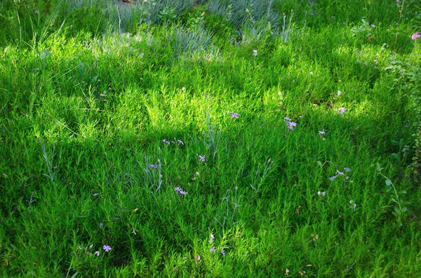 Sommerblumen Den Sonnenstrahlen Frühsommer Eine Vielzahl Von Blumen Gras Auf — Stockfoto
