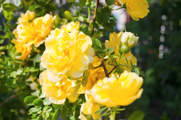 Rosen Sommer Buschrosen Schöner Strauch Aus Gelben Roten Rosa Rosen — Stockfoto
